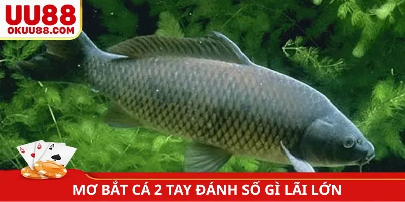 Mơ bắt cá 2 tay đánh số gì lãi lớn