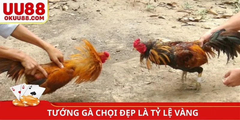 Tướng gà chọi đẹp là tỷ lệ vàng