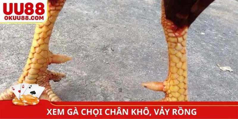 Xem gà chọi chân khô, vảy rồng