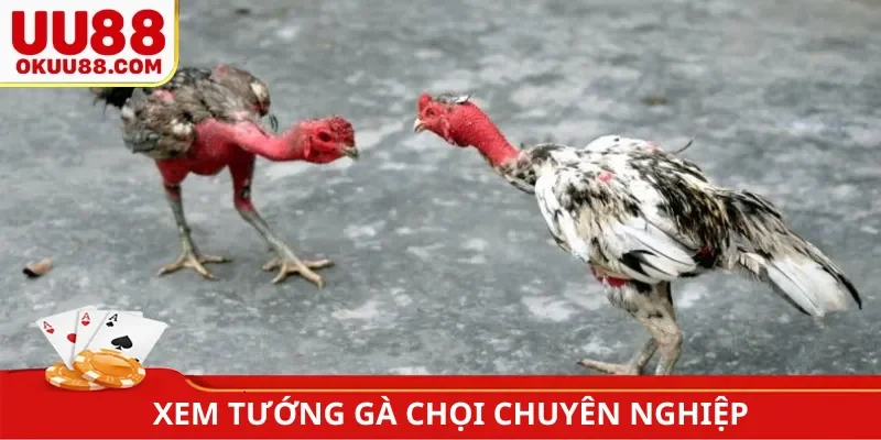 Xem tướng gà chọi bìa